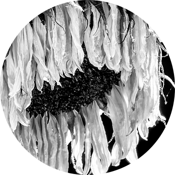 Zonnebloem zwart wit van Julienne van Kempen