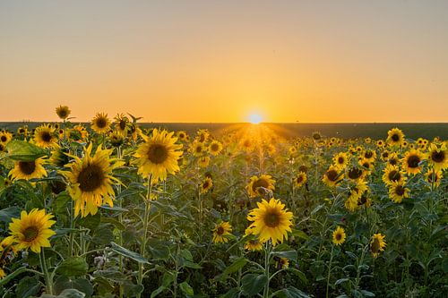 De zon als ster bij de zonnebloemen