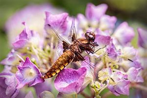 Libelle sur Rob Boon