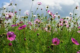 Field flowers in pink and white by Dorenda van Knegsel