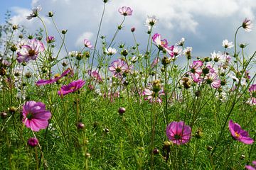 Veldbloemen in roze en wit van Dorenda van Knegsel