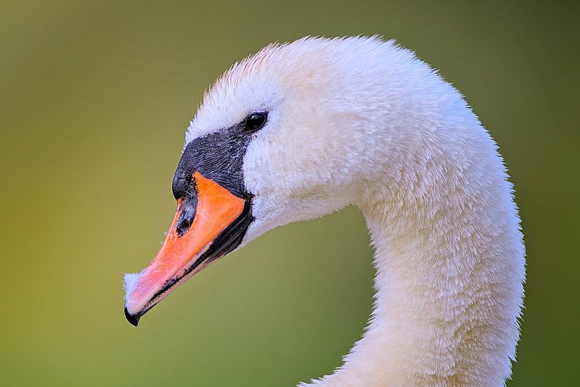 Portrait head of a female swan on a sunny summer morning by Mario Plechaty Photography