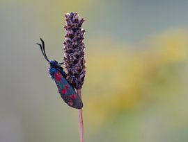 Sint Jansvlinder by Marcel Klootwijk