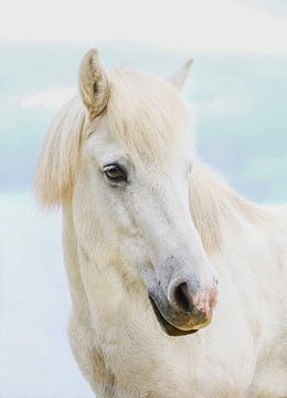 Portret van een IJslands paard van Angelika Beuck