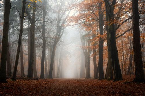 Bos fotografie "the light"