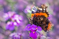 The butterfly is a flying flower, the flower a tethered butterfly.