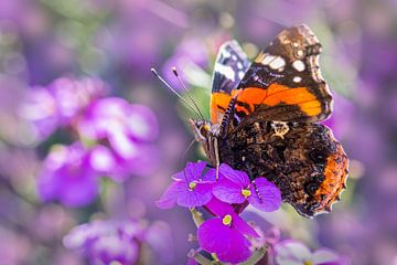 Der Schmetterling ist eine fliegende Blume, die Blume ein gefesselter Schmetterling. von Priscilla Lecomte