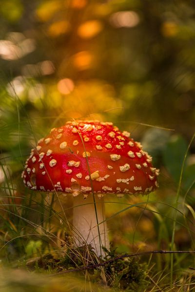 Hummeltje by peterheinspictures