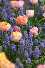 Tulpen mit blauen Weintrauben von Daniëlle Eibrink Jansen