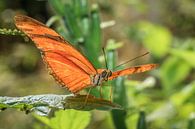 Oranje passiebloemvlinder van Tim Abeln thumbnail
