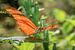Oranje passiebloemvlinder van Tim Abeln