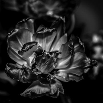 Finished tulip, black and white by arjan doornbos