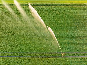 Aardappelen in een veld met bloeiende groene planten tijdens zonsondergang van Sjoerd van der Wal Fotografie