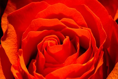 Rote Rose Nahaufnahme/Makroaufnahme