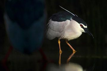 Quacksalber (Nycticorax nycticorax) von Beschermingswerk voor aan uw muur