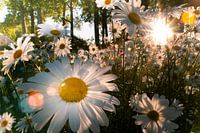 Margrieten