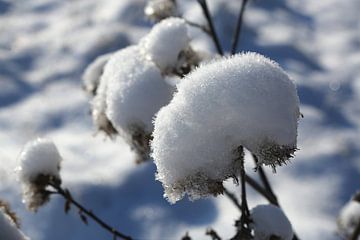 Snowy burrs by Karina Baumgart