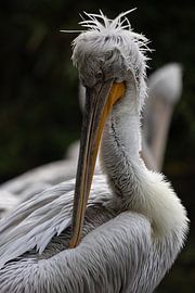 Portrait Pelican