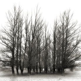 Melancholie - stimmungsvolle Bäume von BHotography