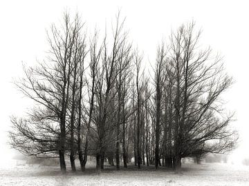 Mélancolie - arbres atmosphériques sur BHotography