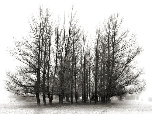Melancholy - atmospheric trees by BHotography
