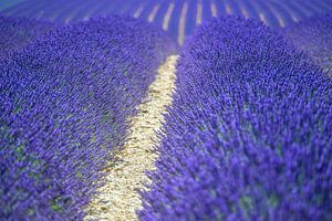 Blühender Lavendel in der Provence an einem Sommertag