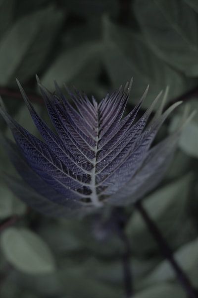 Focus D von Marian Klerx