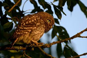 Steinkauz ( Athene noctua ), sitzt im frühen Morgenlicht in einem Baum, leuchtend gelbe Augen, hat i