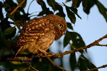 Steinkauz ( Athene noctua ), sitzt im frühen Morgenlicht in einem Baum, leuchtend gelbe Augen, hat i von wunderbare Erde