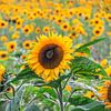 Sunflowers by Kees Korbee