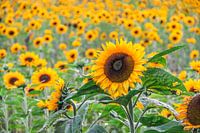 Zonnebloemen