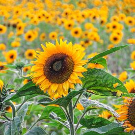 Zonnebloemen van Kees Korbee