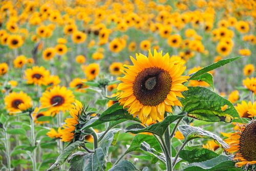 Zonnebloemen van Kees Korbee
