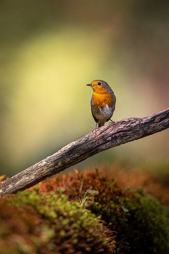 Rotkehlchen auf einem Ast