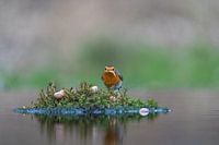 Roodborst op een eiland
