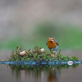 Rotkehlchen auf einer Insel von Peter Sneijders