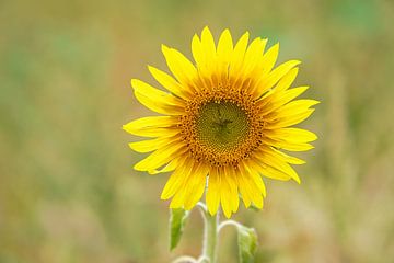 Zonnebloem individueel afgebeeld op een zonnebloemveld van Martin Köbsch