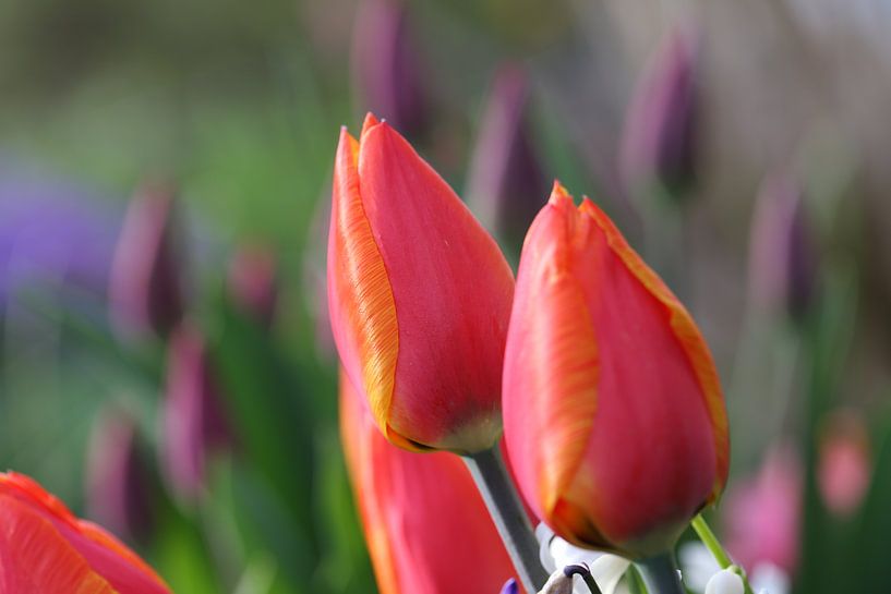 Tulpen im Frühling par Erich Werner