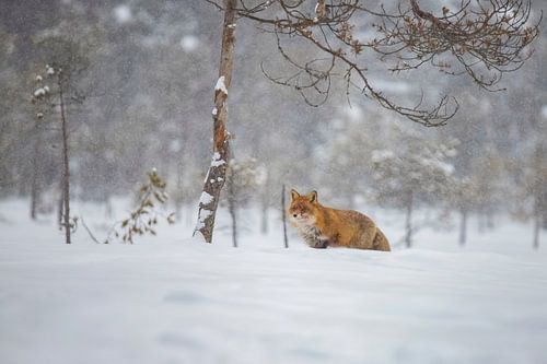 Vos in de sneeuw