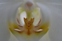 Dreamy orchid