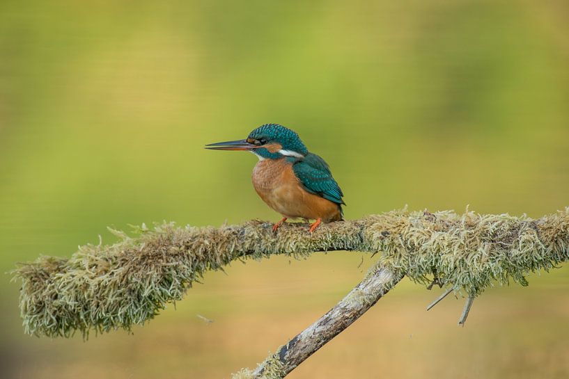 Kingfisher by Harry Punter