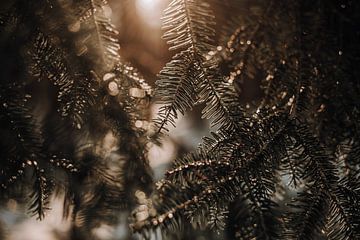 Winter woods by Aline van Helden