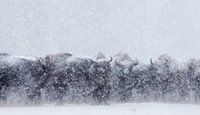 Ghosts (Wisents in snowstorm)
