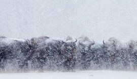Geister (Wisente in einem Schneesturm)
