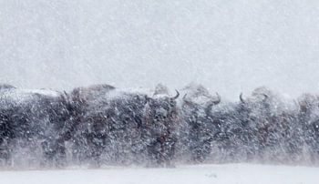 Geister (Wisente in einem Schneesturm)