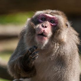 Macaque japonais : Parc animalier d'Amersfoort sur Loek Lobel