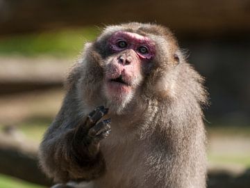 Japanese Macaque : Animal Park Amersfoort by Loek Lobel