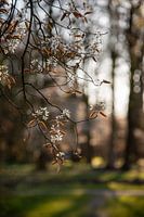 Spring in the garden