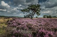 Heidekraut in Blüte Veluwe von Thomas Paardekooper Miniaturansicht