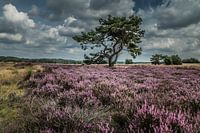 Heide in bloei Veluwe